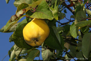 Birnenquitte an einem Quittenbaum