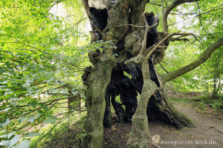 Bizarr, ausgehöhlt, aber immer noch vital: Linde in der Baumallee von Bassenheim zum Karmelenberg