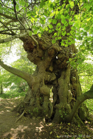 Bizarr, ausgehöhlt, aber immer noch vital: Linde in der Baumallee von Bassenheim zum Karmelenberg