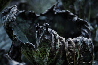 Blätter der Pestwurz, Petasites, im Herbst