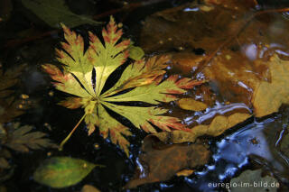 Blatt des Fächer-Ahorn, Acer palmatum, Hortus Dialogus