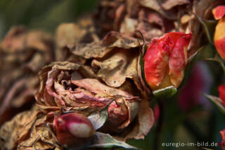 Blühen und Verblühen, Rosengarten  des Hortus Dialogus