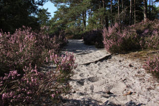 Blühende Heide in der Brunssummerheide