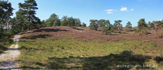 Blühende Heide in der Brunssummerheide