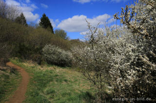 Blühende Schlehen auf dem Gerolsteiner Felsenpfad