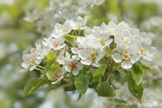 Blühender Birnbaum