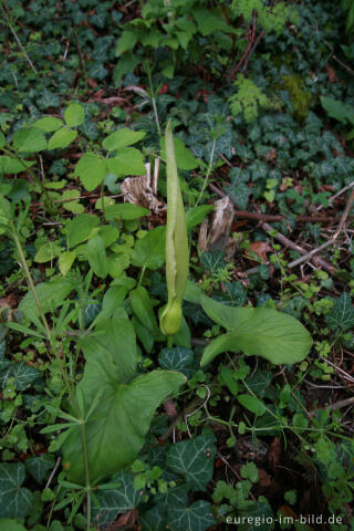 Blühender Gefleckter Aronstab, Arum maculatum, zwischen Orsbach und Lemiers