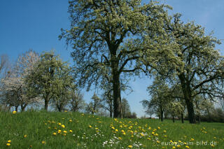 Blühender Obstgarten bei Vijlen