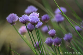 Blühender Schnittlauch, Schnittlauch, Allium schoenoprasum