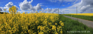 Blühendes Rapsfeld in der Nähe von Blens bei Heimbach in der Eifel