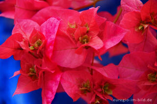 Blüte der Bougainvillea