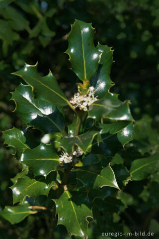 Blüte der Europäischen Stechpalme (Ilex )