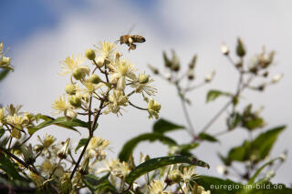 Blüte der Gewöhnliche Waldrebe, Clematis vitalba, mit Biene