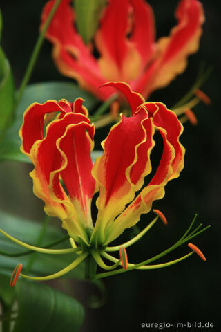 Blüte der Gloriosa rothschildiana (Ruhmeslilie)