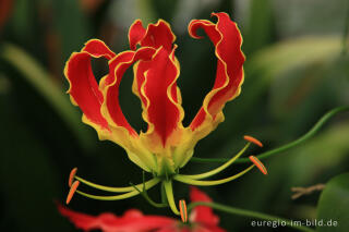 Blüte der Gloriosa rothschildiana (Ruhmeslilie)