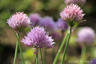 Blüten des Schnittlauchs