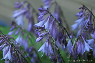 Blüten einer Funkie (Hosta)