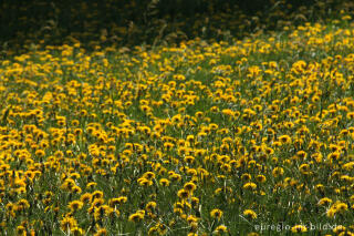 Blumenwiese bei Aachen-Hanbruch