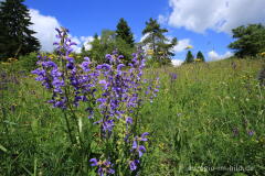 Blumenwiese beim Froschberg, südlich von Blankenheimerdorf