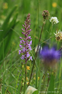 Blumenwiese beim Froschberg, südlich von Blankenheimerdorf