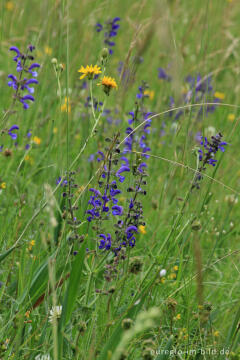 Blumenwiese beim Froschberg, südlich von Blankenheimerdorf