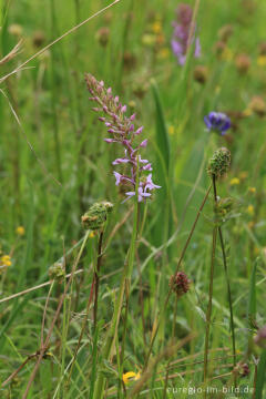 Blumenwiese beim Froschberg, südlich von Blankenheimerdorf