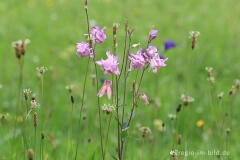 Blumenwiese beim Froschberg, südlich von Blankenheimerdorf