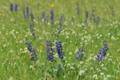 Blumenwiese beim Froschberg, südlich von Blankenheimerdorf