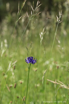 Blumenwiese beim Froschberg, südlich von Blankenheimerdorf