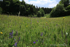 Blumenwiese beim Froschberg, südlich von Blankenheimerdorf