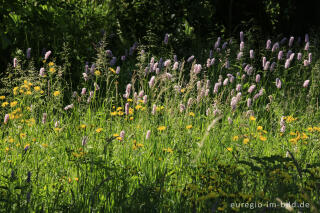 Blumenwiese im Heilkräutergarten Herba Sana in Elsenborn bei Bütgenbach