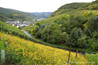 Bodenkur mit Tagetes in einem Weinberg, Ahrtal bei Mayschoß