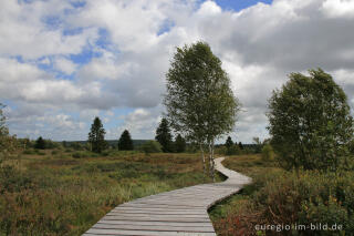 Brackvenn, Hohes Venn