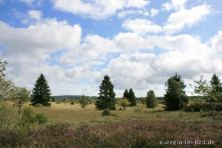 Brackvenn, Hohes Venn