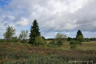 Brackvenn, Hohes Venn