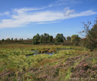 Brackvenn, Hohes Venn