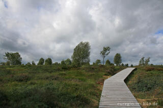 Brackvenn, Hohes Venn