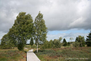 Brackvenn, Hohes Venn