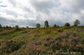 Brackvenn, Hohes Venn