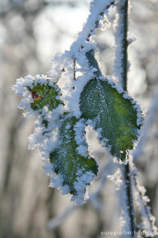 Brombeerblatt mit Reif, Wurmtal 