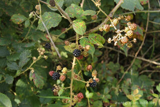 Brombeeren