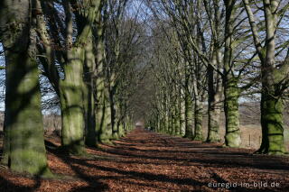 Buchenallee beim Kasteel Neubourg