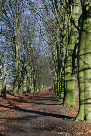 Buchenallee beim Kasteel Neubourg