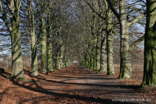 Buchenallee beim Kasteel Neubourg, Niederlande