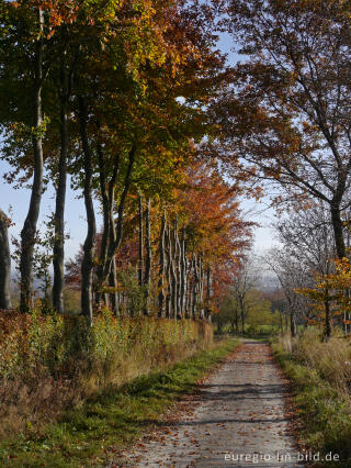 Buchenhecke im Hatzevenn, Nordeifel