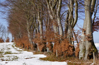 Buchenhecke in der Nordeifel