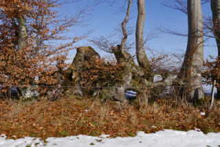 Buchenhecke in der Nordeifel