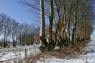 Buchenhecken in der Nordeifel