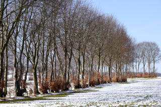 Buchenhecken in der Nordeifel