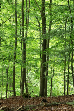 Buchenwald auf dem Kermeter, Nationalpark Eifel